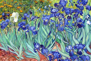 Irises By Vangogh Via Wikipedia